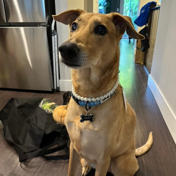 Dog sitting in a kitchen with a pearl collar and bone-shaped tag.