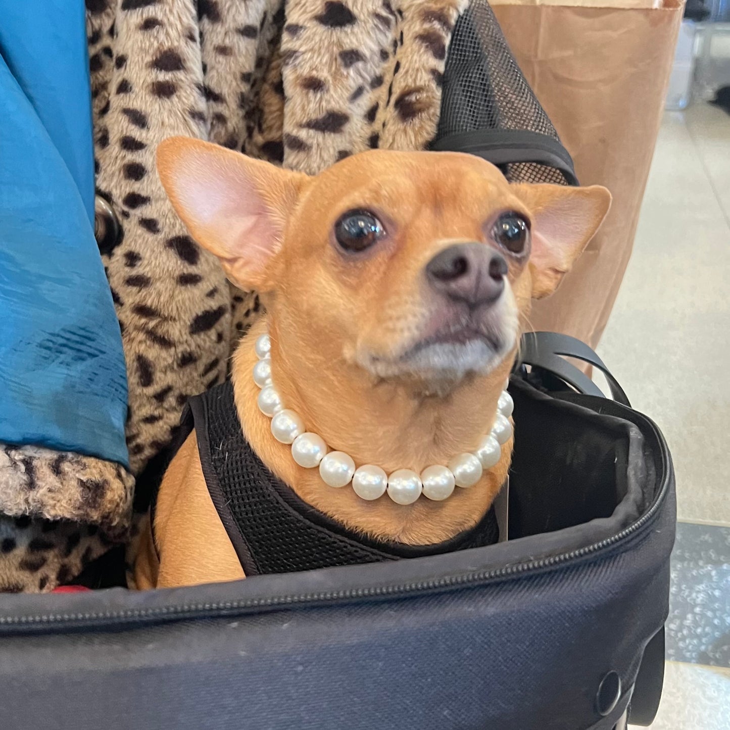 Small dog wearing a pearl necklace sitting inside a suitcase.