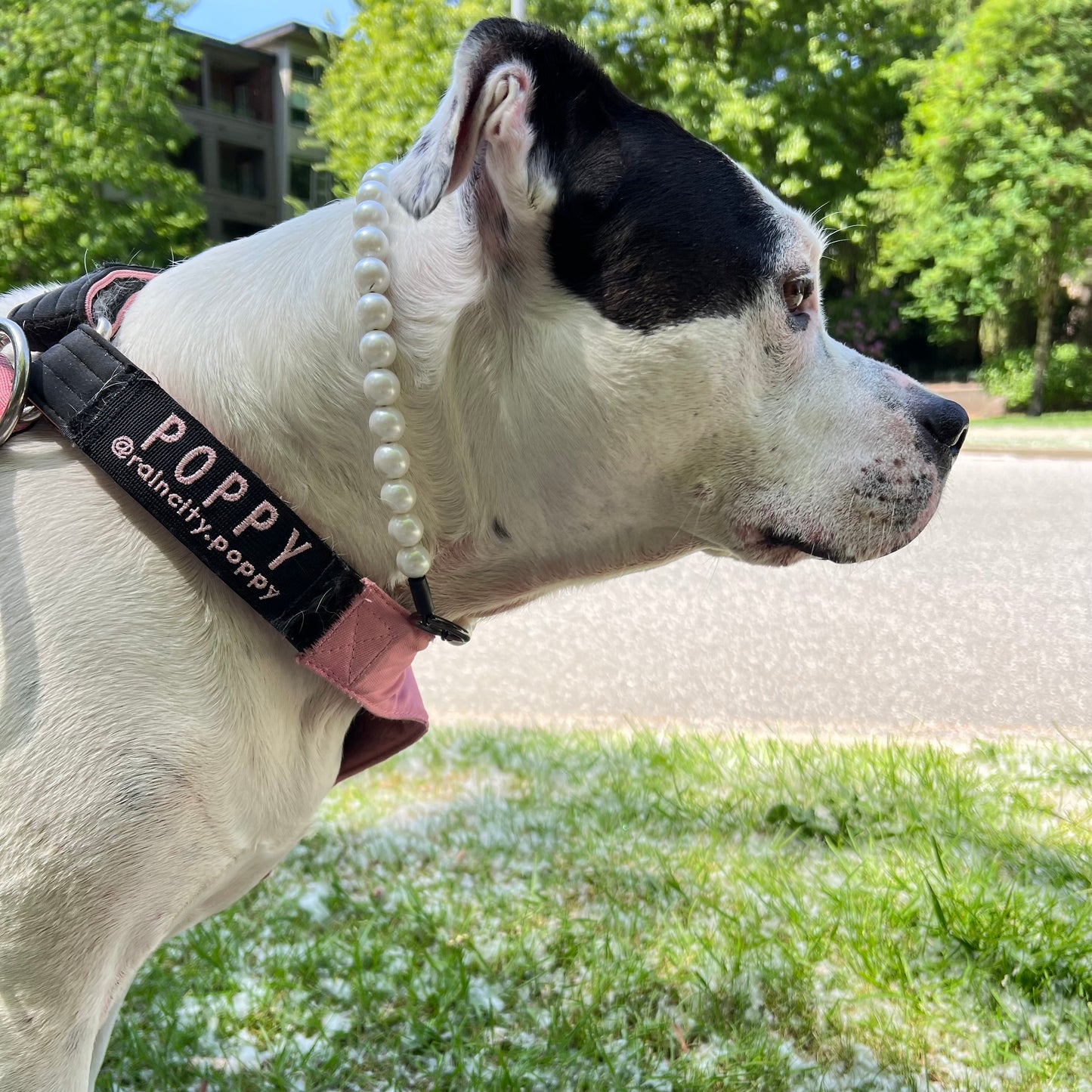 Dog wearing a collar with 'Poppy' on it, standing outdoors with greenery in the background