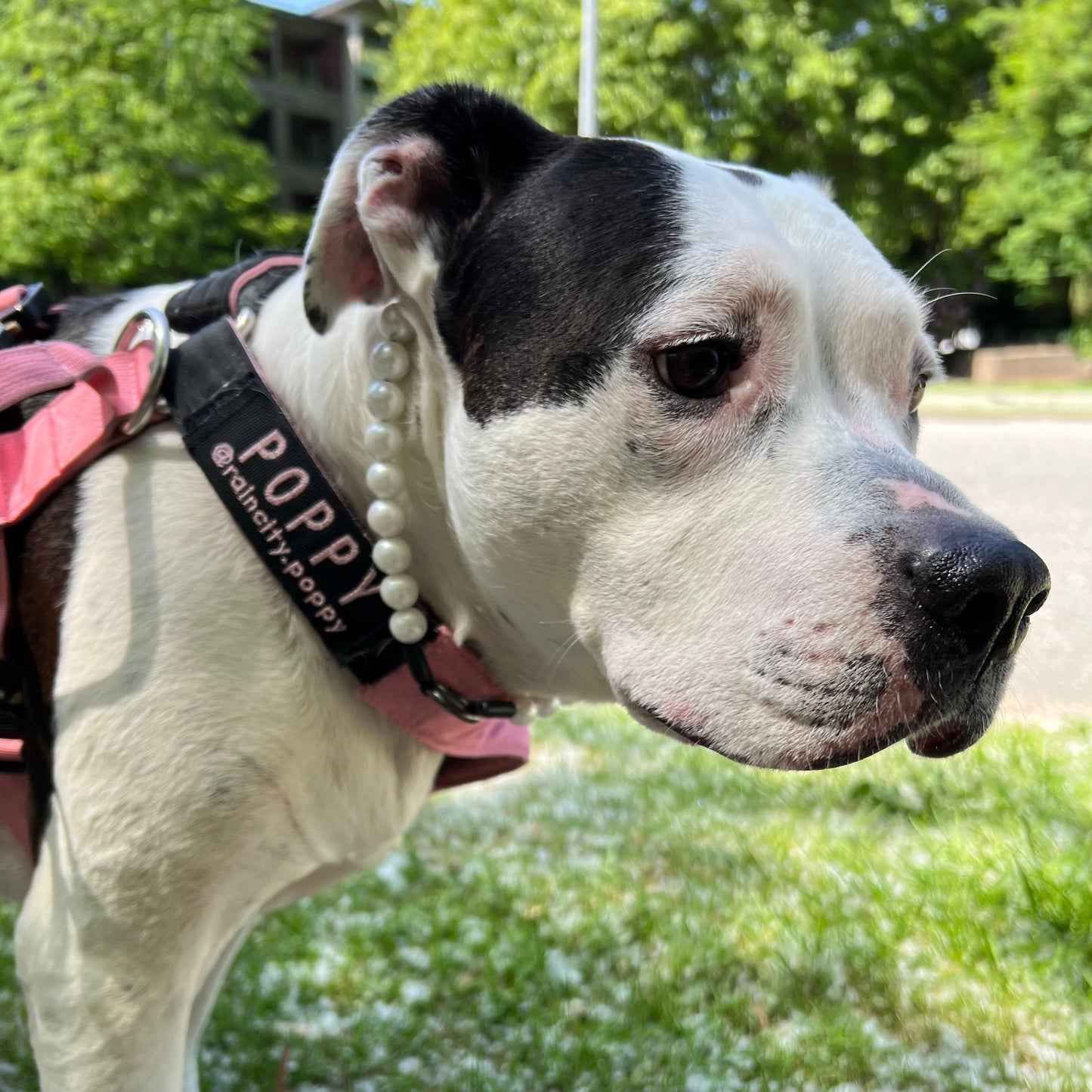 Dog wearing a collar with 'Poppy' on it, standing outdoors with greenery in the background.