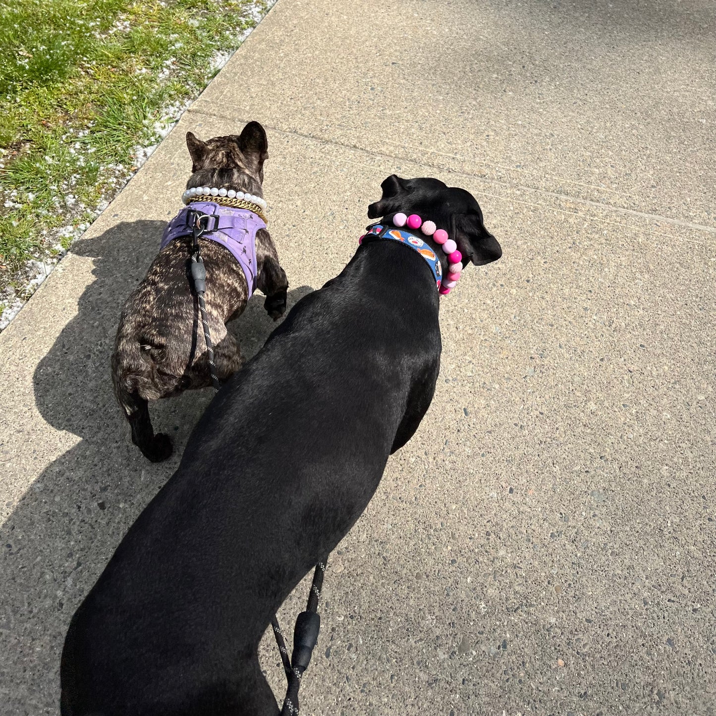 Slip on beaded pearl dog collars.