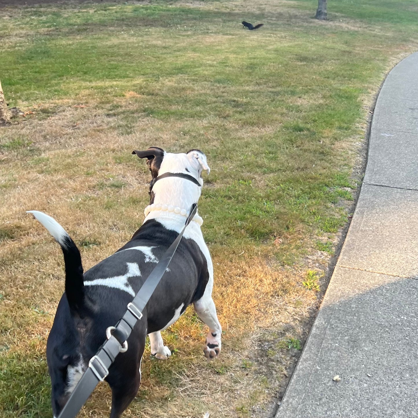 Dog on a leash standing on grass next to a sidewalk