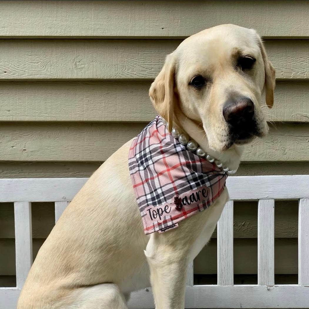 Dog wearing a plaid bandana with text sitting on a wooden bench.