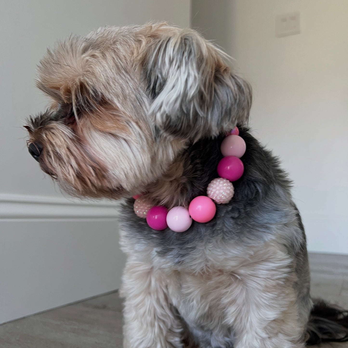 Dog wearing a colorful bead collar indoors