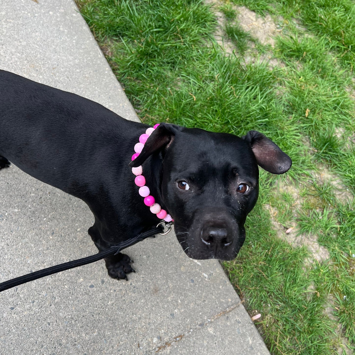 Pitbull -The Penelope - Slip on Beaded dog Collar - Made with alternating light and dark pink acrylic beads - aircraft stainless steel and a o ring - Durable - handmade - customizable - Comfortable