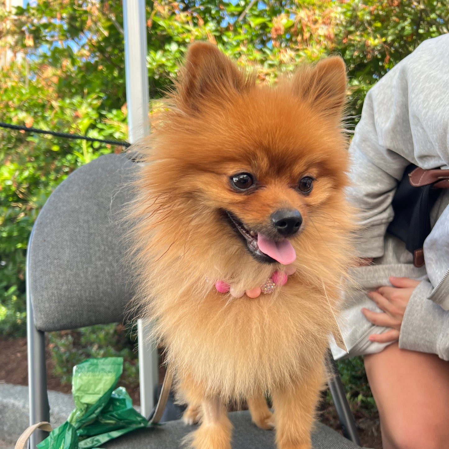 Small brown dog with a pink collar sitting on a chair outdoors