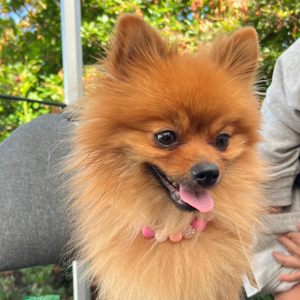 Small fluffy dog with a happy expression on a chair outdoors