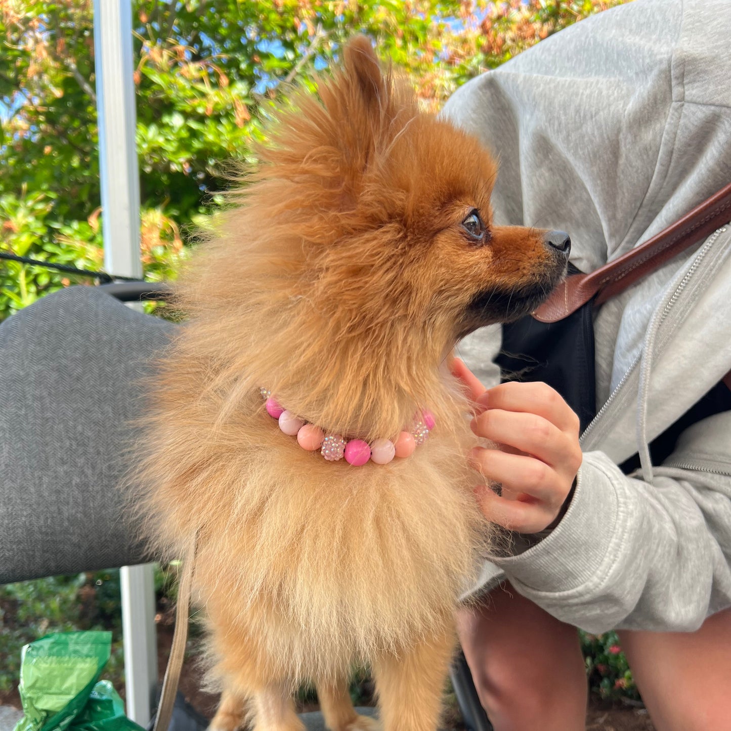 Small brown dog standing on a person's lap with a pink collar, outdoors.