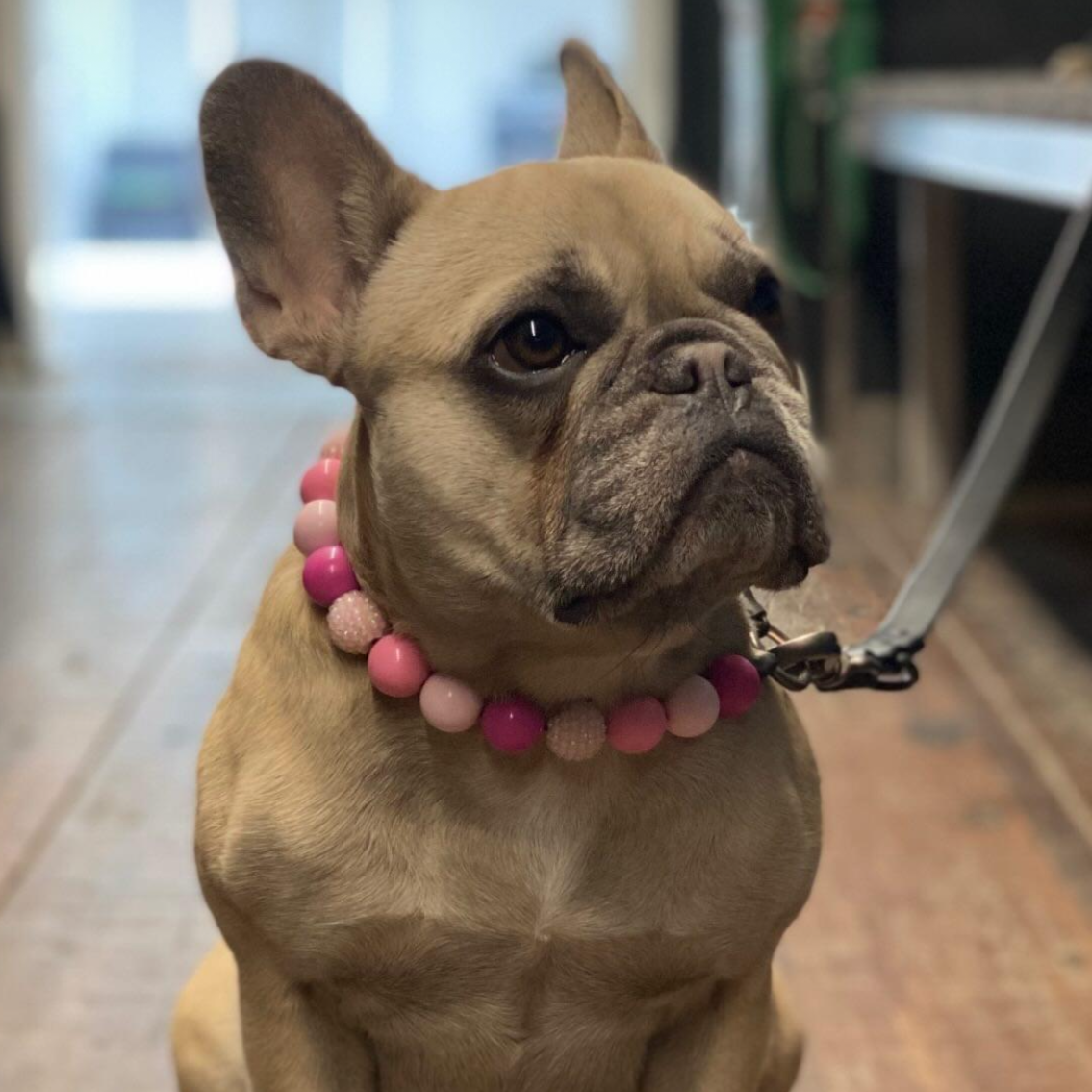 The Penelope - Slip on Beaded dog Collar - Made with alternating light and dark pink acrylic beads - aircraft stainless steel and a o ring - Durable - handmade - customizable - tan Frenchie