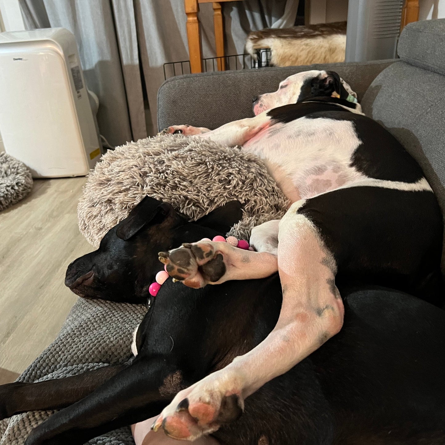 PENELOPE