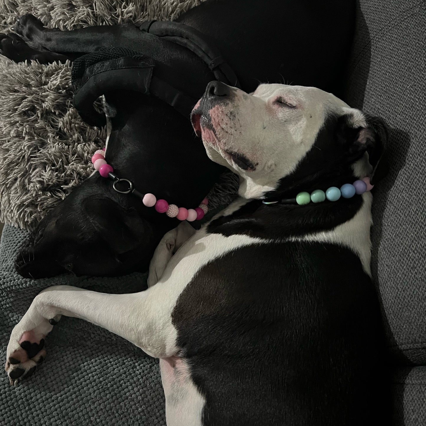 Two dogs lying on a couch, one black and one white with black spots, wearing colorful collars.