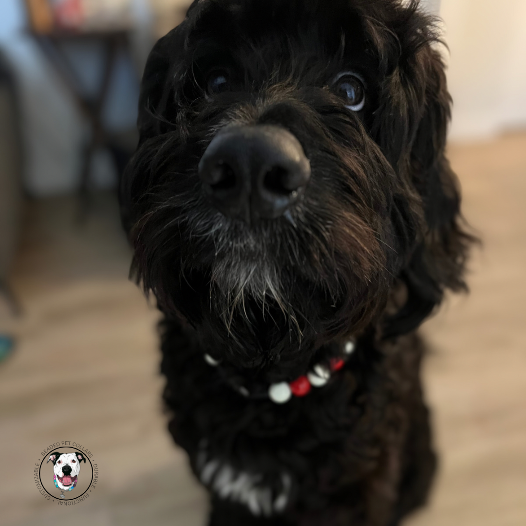 Doodle dog wearing a Christmas and winter theme slip on beaded dog collar made with acrylic beads, aircraft grade stainless steel wire and a gun metal black o ring