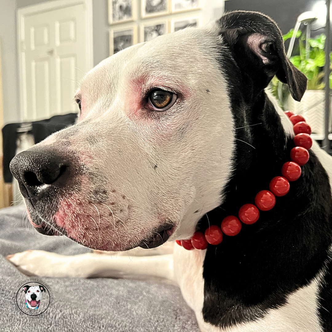 Dog laying - pitbull mix - The Poppy - flower collection - Slip on Beaded Pet Collar - Made with Candy red acrylic beads - aircraft stainless steel and a o ring - Durable - handmade - customizable
