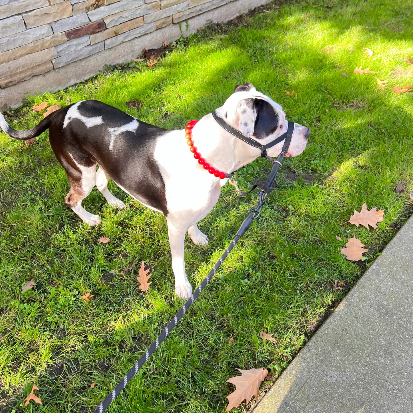 The Poppy - flower collection - Slip on Beaded Pet Collar - Made with Candy red acrylic beads - aircraft stainless steel and a o ring - Durable - handmade - customizable