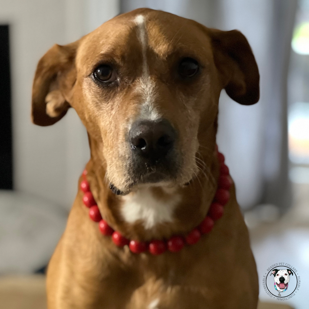 Pitbull mix - The Poppy - flower collection - Slip on Beaded Pet Collar - Made with Candy red acrylic beads - aircraft stainless steel and a o ring - Durable - handmade - customizable