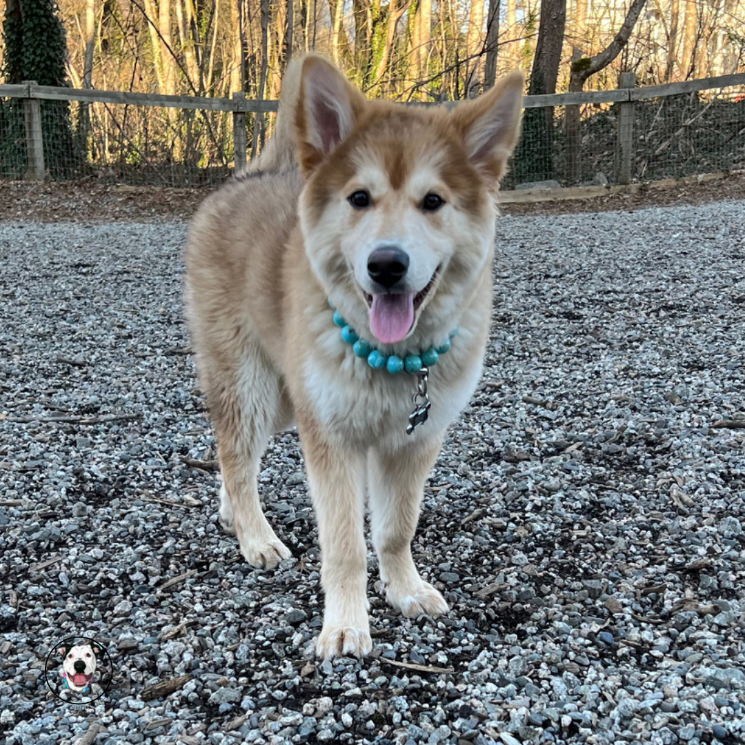 Huskey mix - The Poseidon - water collection - Slip on Beaded Pet Collar - Made with marbled blue acrylic beads - aircraft stainless steel and a o ring - Durable - handmade - customizable