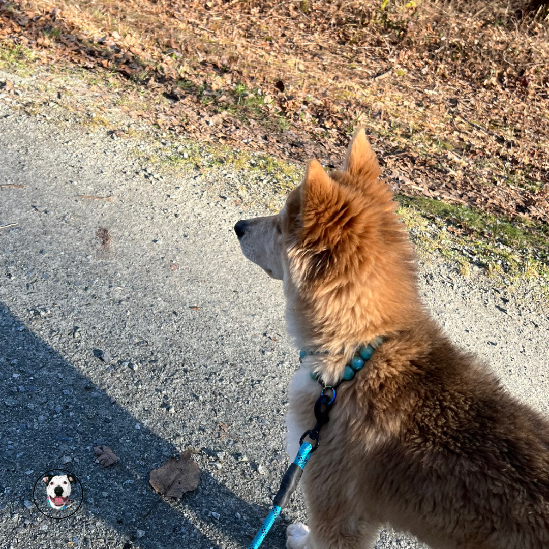 Huskey - The Poseidon - water collection - Slip on Beaded Pet Collar - Made with marbled blue acrylic beads - aircraft stainless steel and a o ring - Durable - handmade - customizable