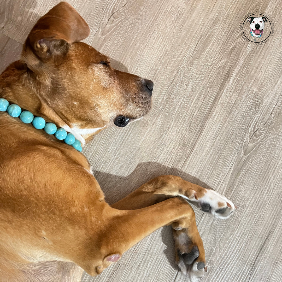 Pitbull mix laying - The Poseidon - water collection - Slip on Beaded Pet Collar - Made with marbled blue acrylic beads - aircraft stainless steel and a o ring - Durable - handmade - customizable