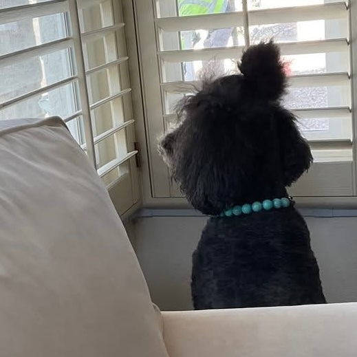 Dog sitting on a couch looking out a window with blinds.