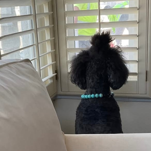 Black poodle with a blue collar sitting on a couch in front of a window with blinds.