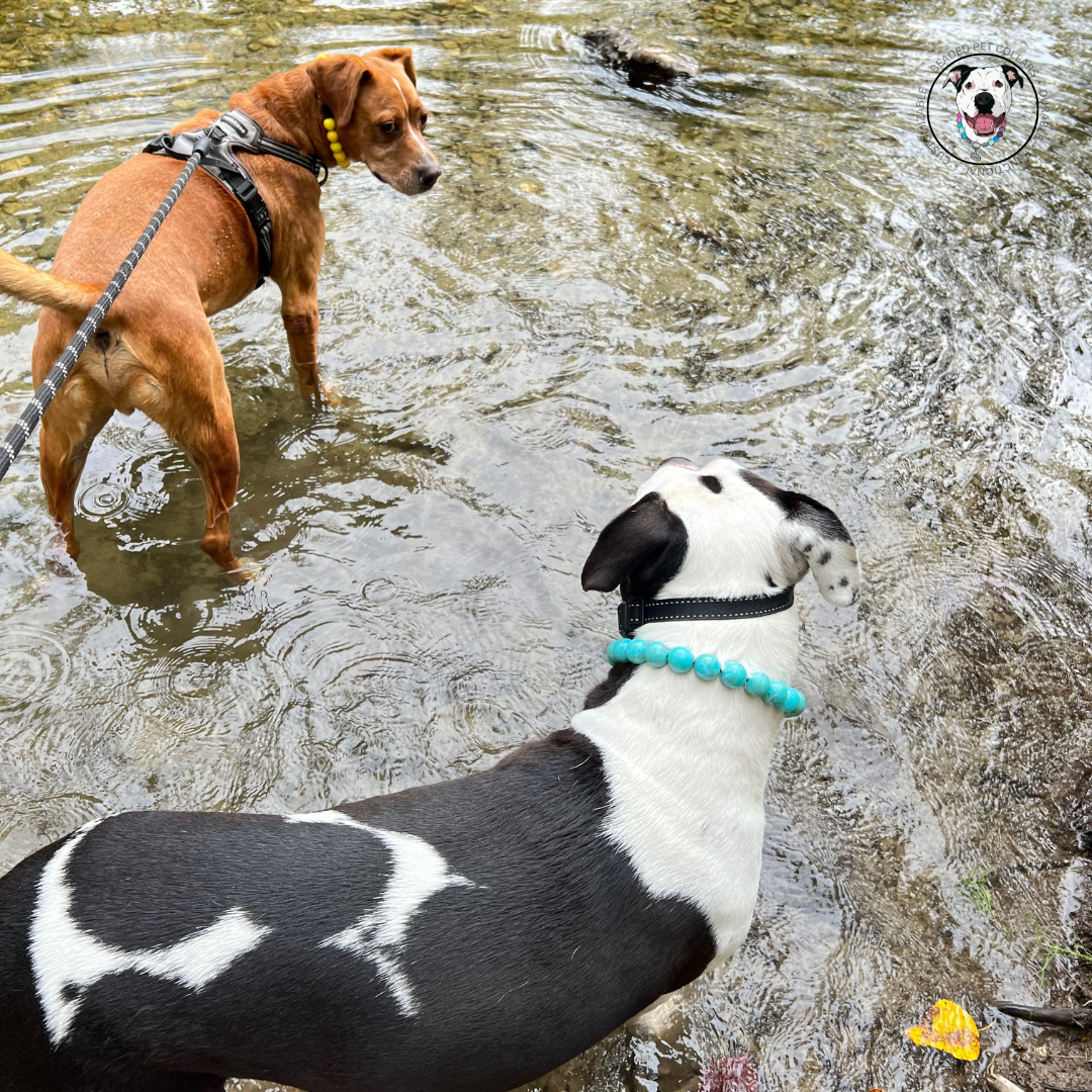 Dogs in the river - The Poseidon - water collection - Slip on Beaded Pet Collar - Made with marbled blue acrylic beads - aircraft stainless steel and a o ring - Durable - handmade - customizable