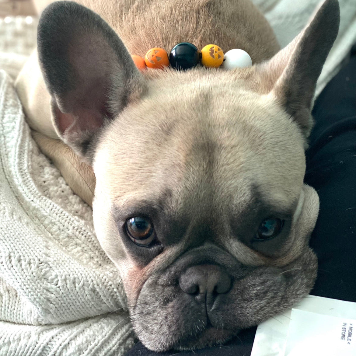 French bulldog - Halloween Theme Collection Slip on Beaded Pet Collar - Trick or Treat - Made with white black and orange acrylic and wooden pumpkin beads - aircraft stainless steel and a o ring. Durable - handmade - customizable