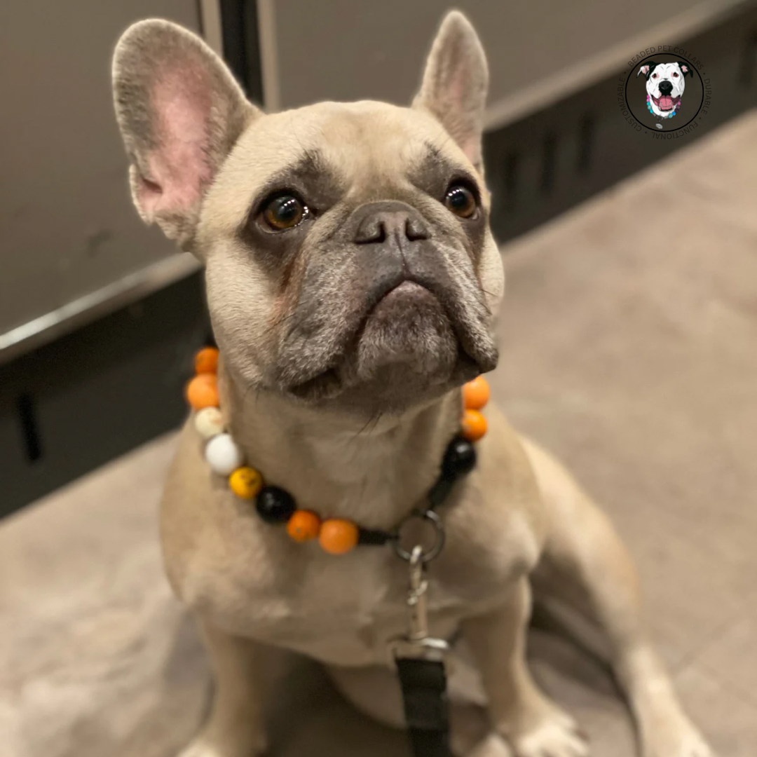 French bulldog - Halloween Theme Collection Slip on Beaded Pet Collar - Trick or Treat - Made with white black and orange acrylic and wooden pumpkin beads - aircraft stainless steel and a o ring. Durable - handmade - customizable