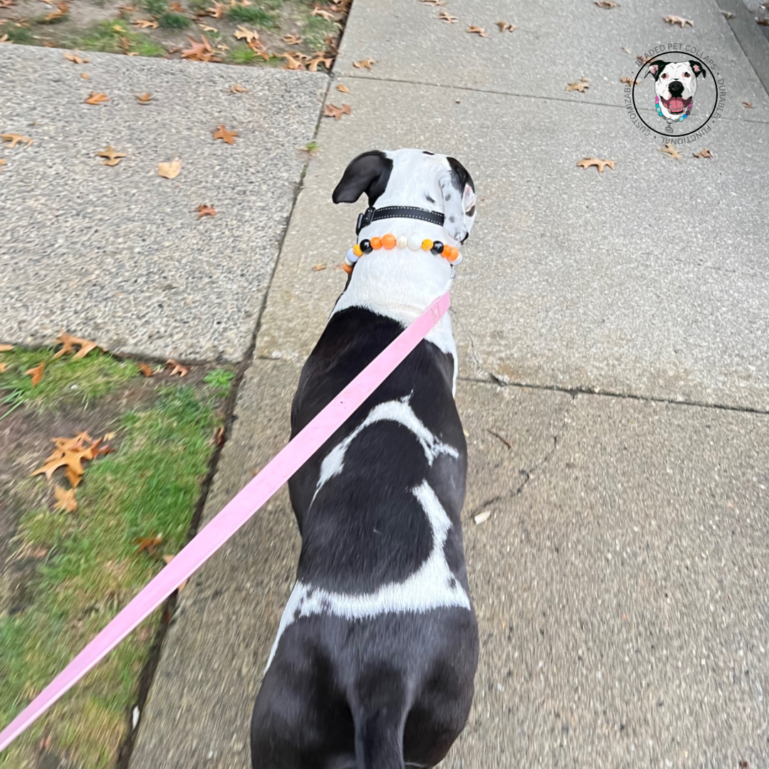 Black and white pitbull mix - Halloween Theme Collection Slip on Beaded Pet Collar - Trick or Treat - Made with white black and orange acrylic and wooden pumpkin beads - aircraft stainless steel and a o ring. Durable - handmade - customizable