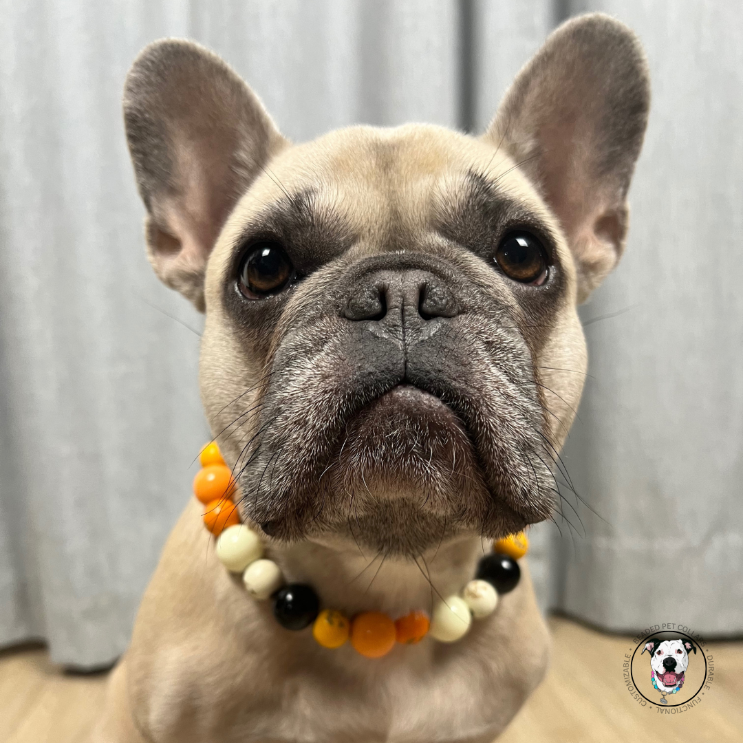 French bulldog - Halloween Theme Collection Slip on Beaded Pet Collar - Trick or Treat - Made with white black and orange acrylic and wooden pumpkin beads - aircraft stainless steel and a o ring. Durable - handmade - customizable