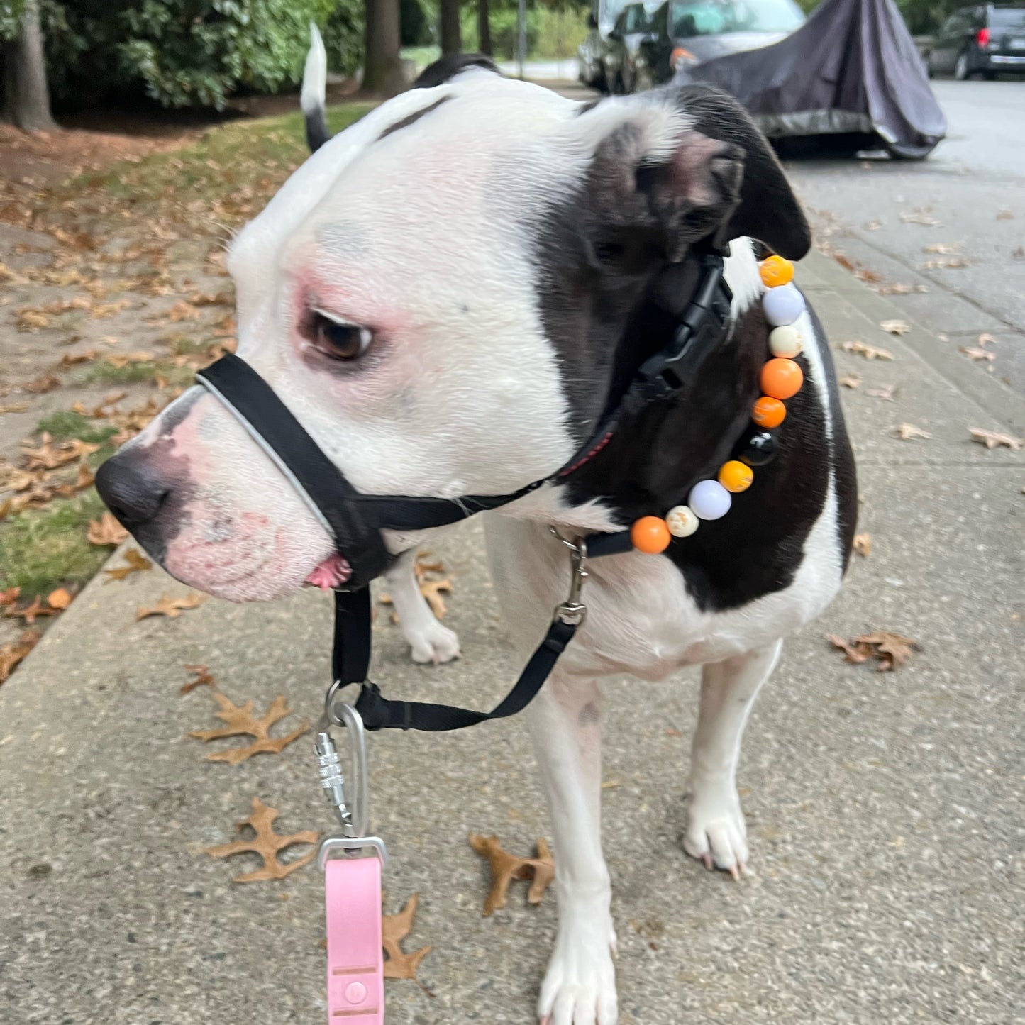 Pitbull mix walking - Halloween Theme Collection Slip on Beaded Pet Collar - Trick or Treat - Made with white black and orange acrylic and wooden pumpkin beads - aircraft stainless steel and a o ring. Durable - handmade - customizable