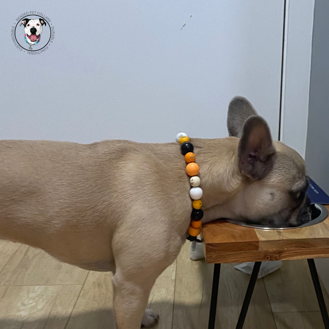 Frenchie - Halloween Theme Collection Slip on Beaded Pet Collar - Trick or Treat - Made with white black and orange acrylic and wooden pumpkin beads - aircraft stainless steel and a o ring. Durable - handmade - customizable