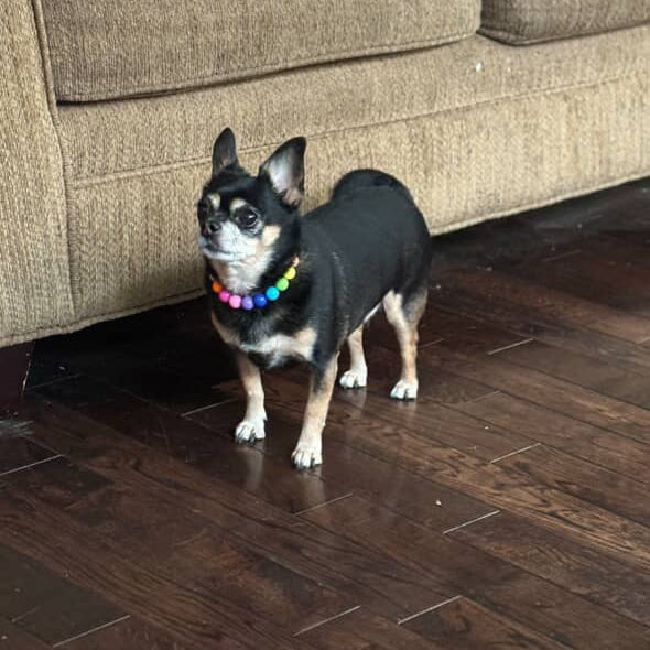 Small black dog with a colorful collar standing on a wooden floor in front of a brown couch.