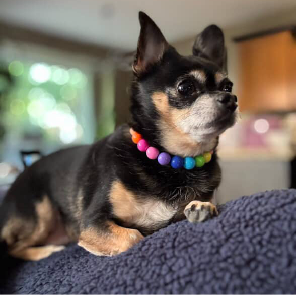 Small black and brown dog wearing a colorful collar, sitting on a blue blanket.
