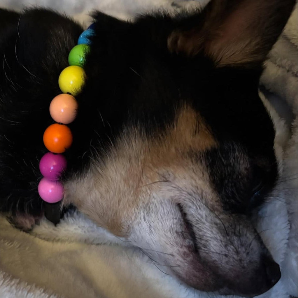 Dog wearing a colorful beaded collar, lying on a blanket with text 'She is just the sweetest little thing.'