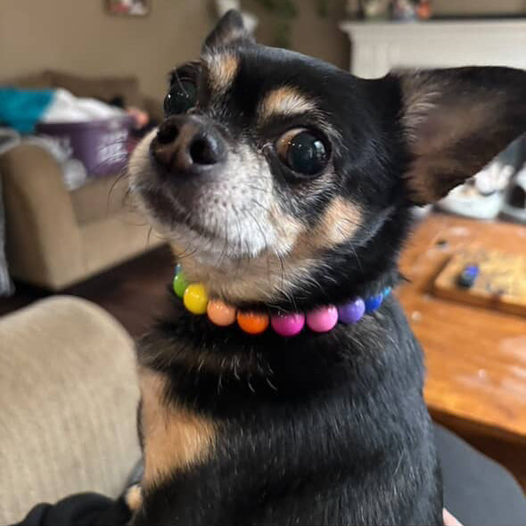 Small dog with a colorful collar in a living room setting
