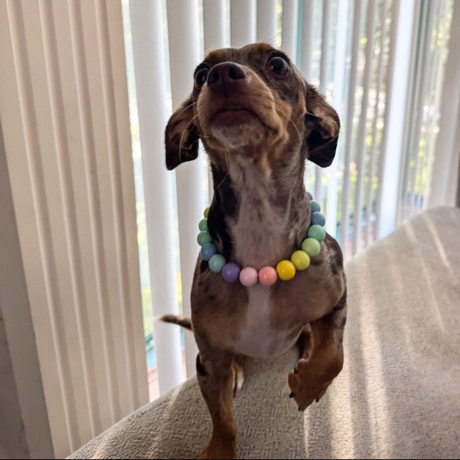 Small dog wearing a colorful bead collar standing on a surface with vertical blinds in the background.