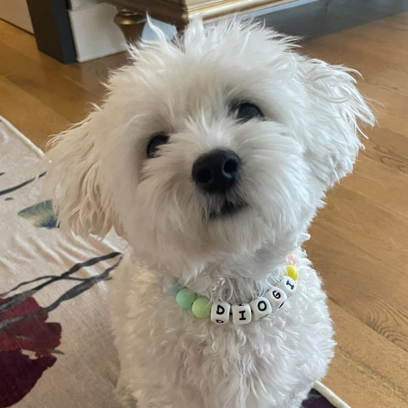 A white dog wearing a beaded collar with the name 'DIOR' on it.