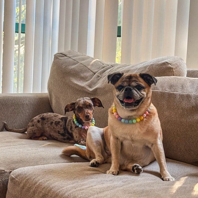 Two dogs wearing colorful necklaces sitting on a beige couch with white curtains in the background.