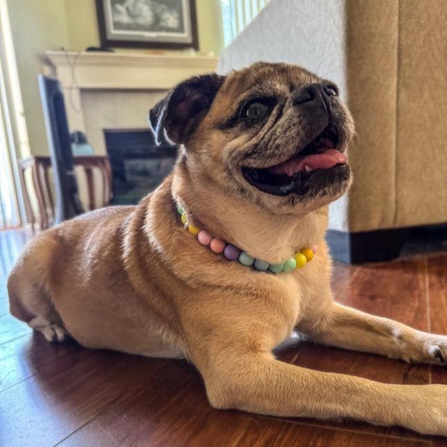 Dog lying on a wooden floor with a colorful collar