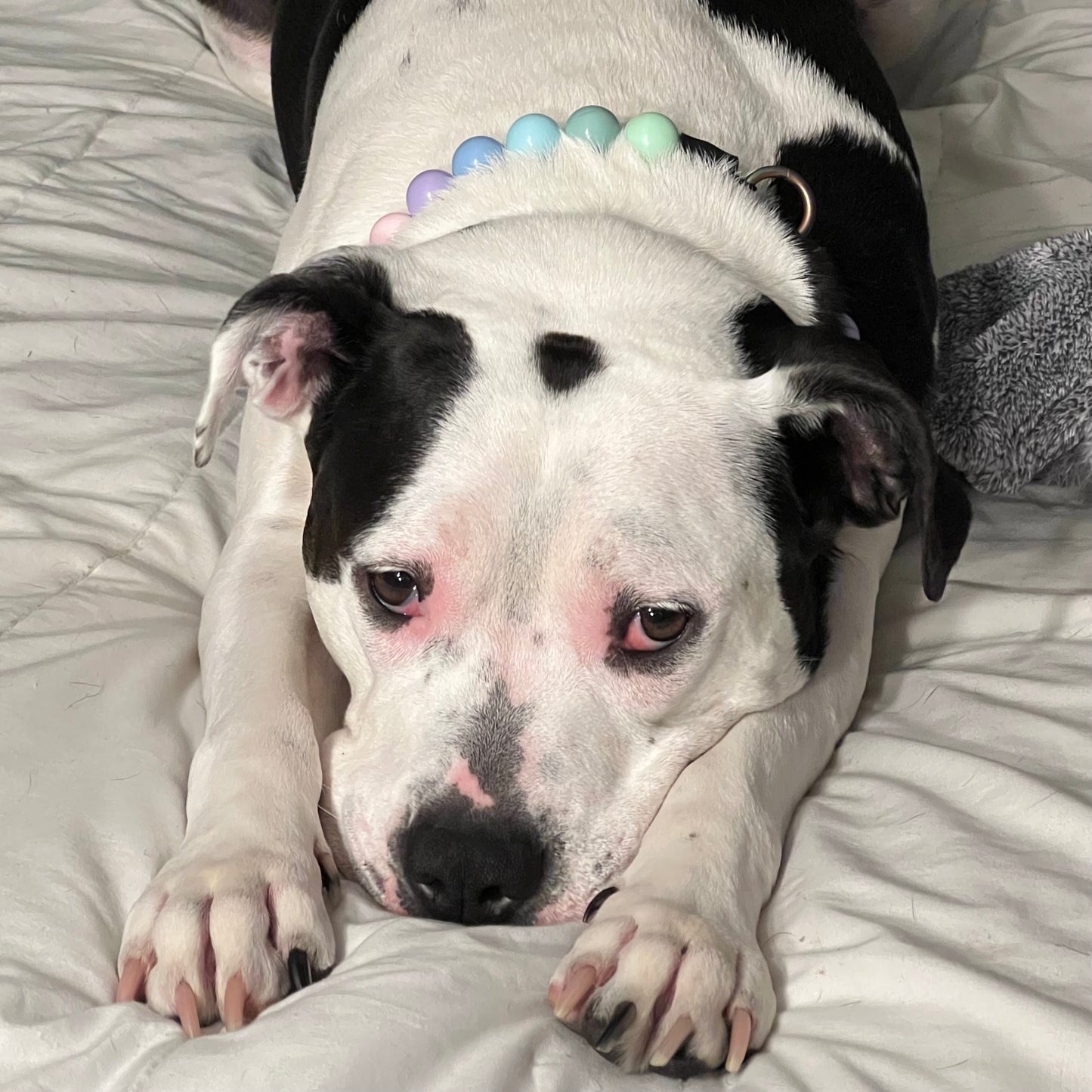 Dog wearing a colorful collar lying on a bed