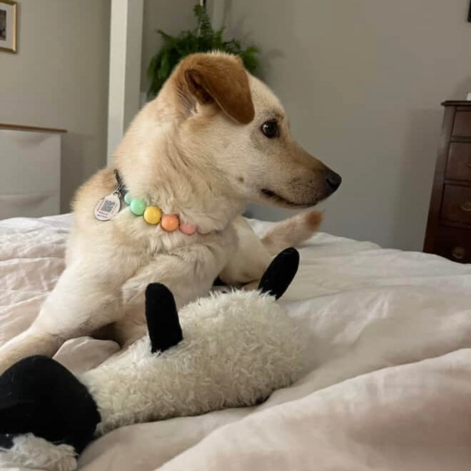 Dog with a colorful collar sitting on a bed next to a plush toy