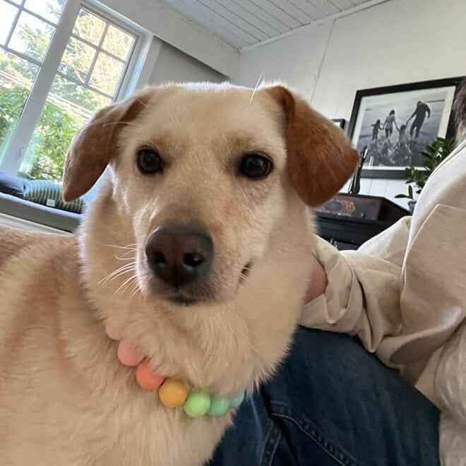 Dog with a colorful collar sitting next to a person indoors