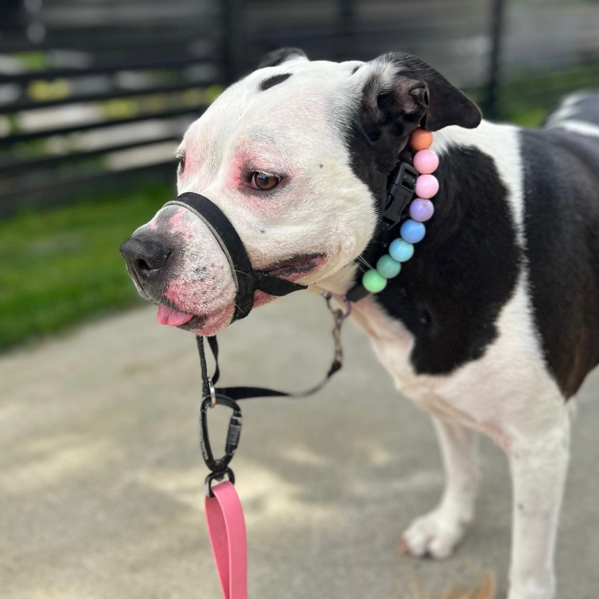 Black and white dog wearing a colorful beaded collar with a pink leash, standing on a path.