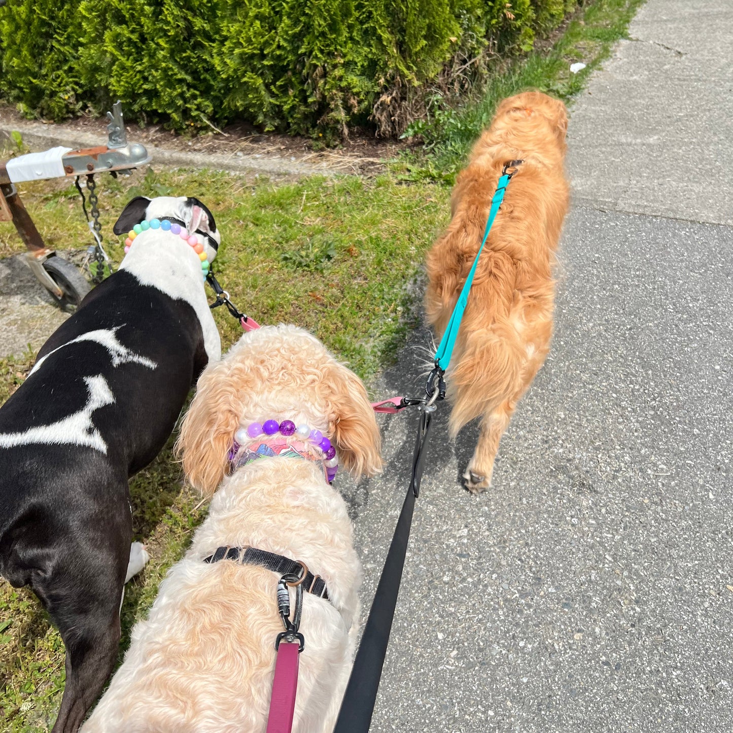 Three dogs on leashes walking along a grassy path next to a road.