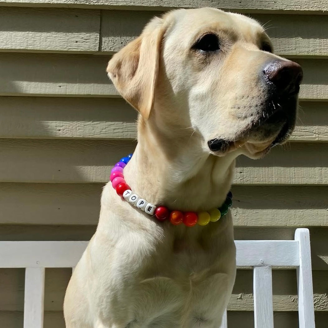 Dog wearing a colorful collar with beads and letters, sitting on a white bench.