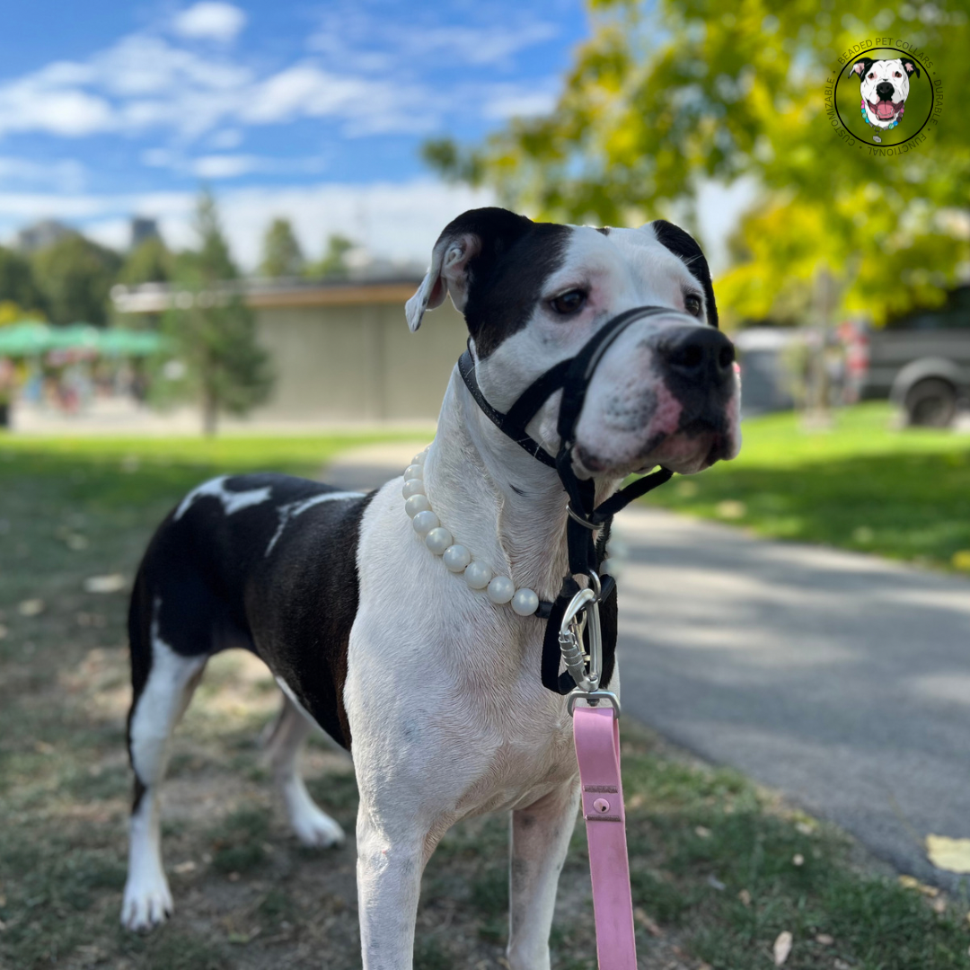 Pitbull mix - The Pearl- Slip on Beaded dog Collar - Made with Pearl acrylic beads - aircraft stainless steel and a o ring - Durable - handmade - customizable - comfortable