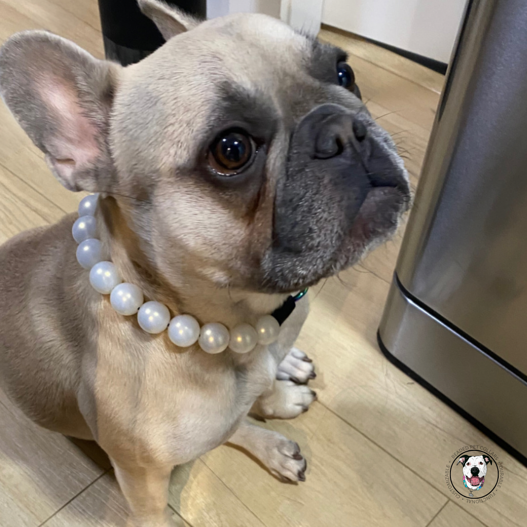 The Pearl- Slip on Beaded dog Collar - Made with Pearl acrylic beads - aircraft stainless steel and a o ring - Durable - handmade - customizable - comfortable - Frenchie
