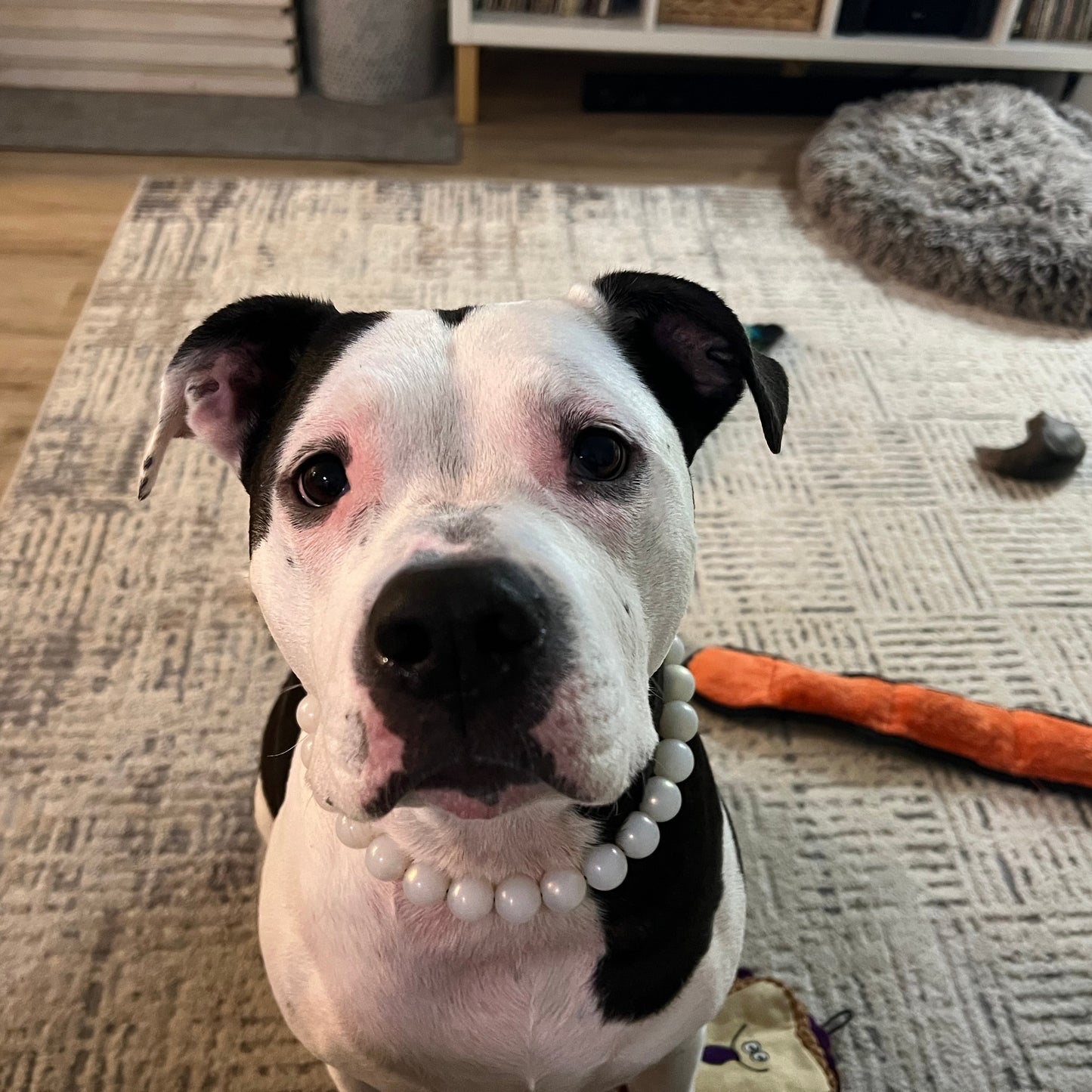 Dog wearing a pearl necklace on a carpeted floor with a toy in the background