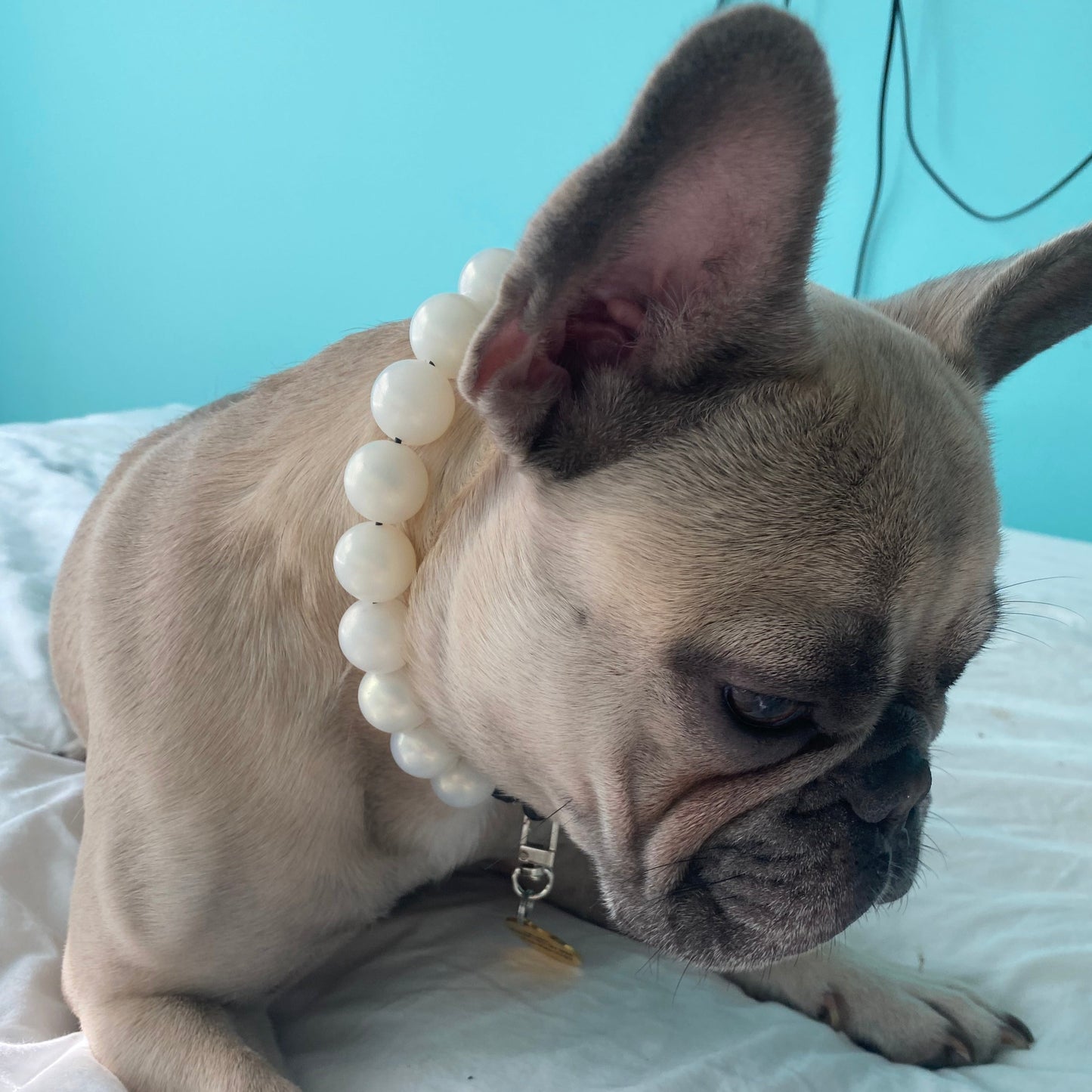 Frenchie - tan - The Pearl- Slip on Beaded dog Collar - Made with Pearl acrylic beads - aircraft stainless steel and a o ring - Durable - handmade - customizable - comfortable