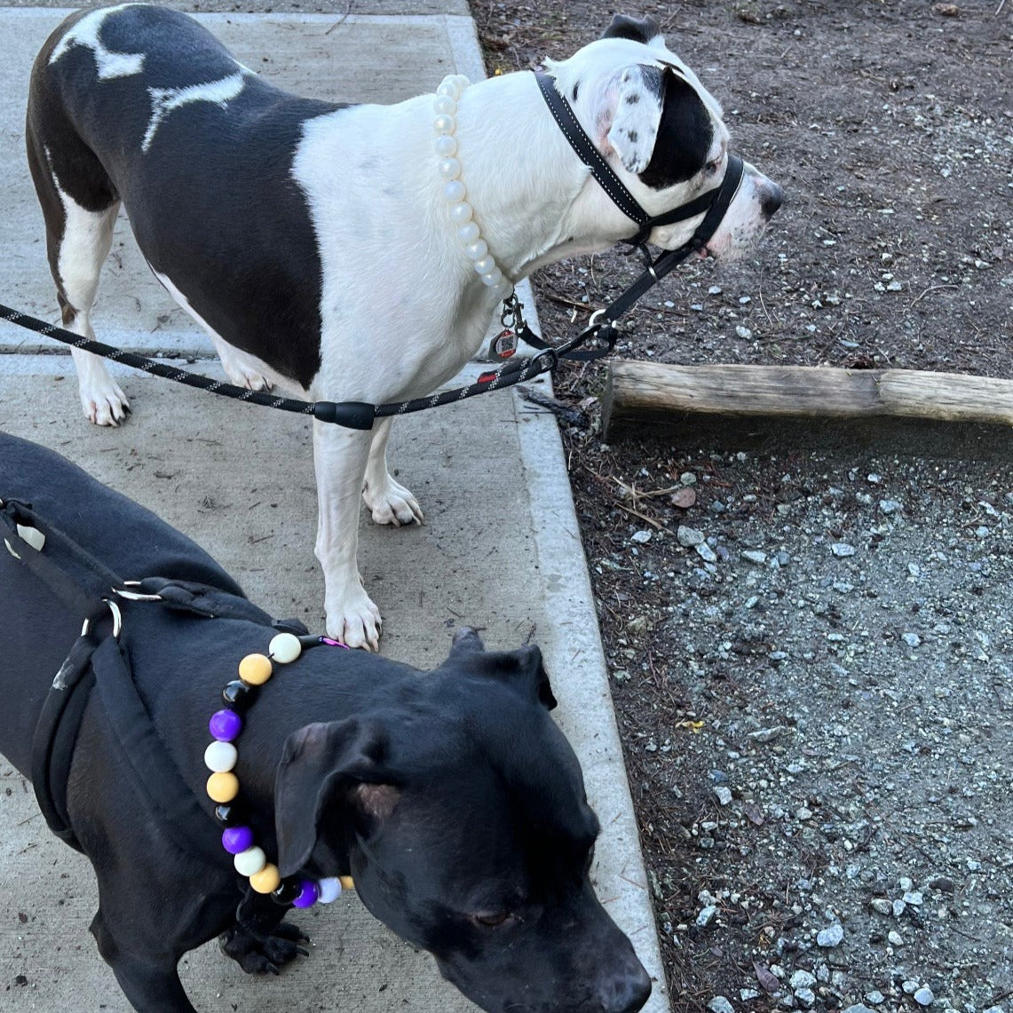 The Pearl- Slip on Beaded dog Collar - Made with Pearl acrylic beads - aircraft stainless steel and a o ring - Durable - handmade - customizable - comfortable
